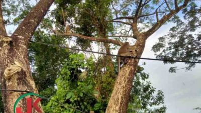 Asyik bergelantungan, Kawanan Monyet Liar jadi Tontonan Warga Sungai Andai