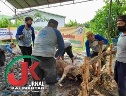 Pengurus Masjid Muhammadiyah Al-Muhajirin Banjarmasin, Sembelih 37 Ekor Sapi & 2 ekor Kambing.