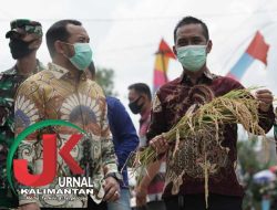 Syafruddin H. Maming Borong Benih di Panen Raya Sari Gadung