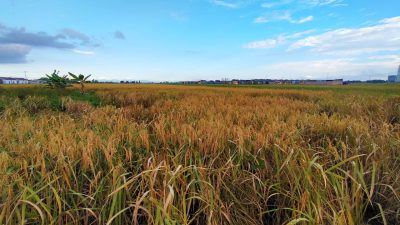 H. Rusli Bertekad Majukan Sektor Pertanian