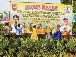 Mantap, Ada Objek Wisata Petik Nanas Di Batola