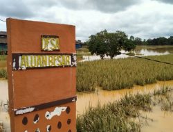 5.144 Hektare Sawah di HST Tertutup Lumpur