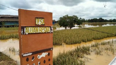 sawah terendam di HSt