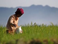 Nasib Petani Kalsel, Sudah Harga Pupuk Naik, Kuotanya pun Berkurang