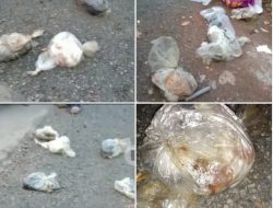 Dugaan Sementara, Temuan Jasad 20 Kucing Mengarah ke Psikopat