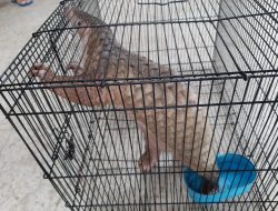 Pascabanjir, Ada Temuan Binatang Langka di Semangat Bakti