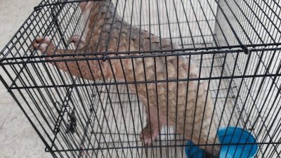 Pascabanjir, Ada Temuan Binatang Langka di Semangat Bakti