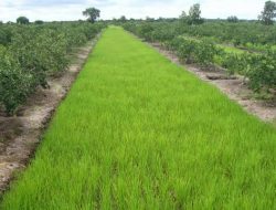 Petani Batola Harapkan Pengadaan Bibit Padi & Jeruk