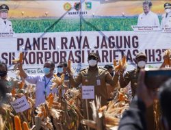 Panen Raya Jagung Hibrida JH37 Katuju, Pj Gubernur Safrizal : Akui Kehebatan Bibitnya