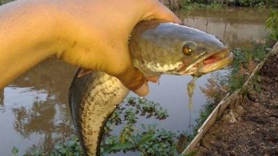 Budidaya Ikan Haruan, Faktor Penyebab Inflasi