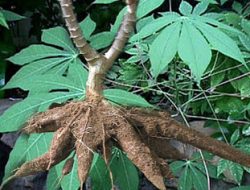 Peluang Tanaman Singkong Sangat Menjanjikan