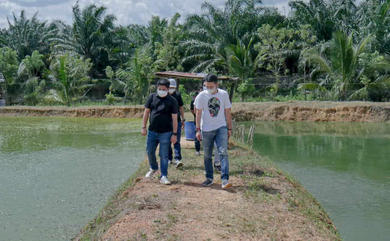 Budidaya Ikan Lele