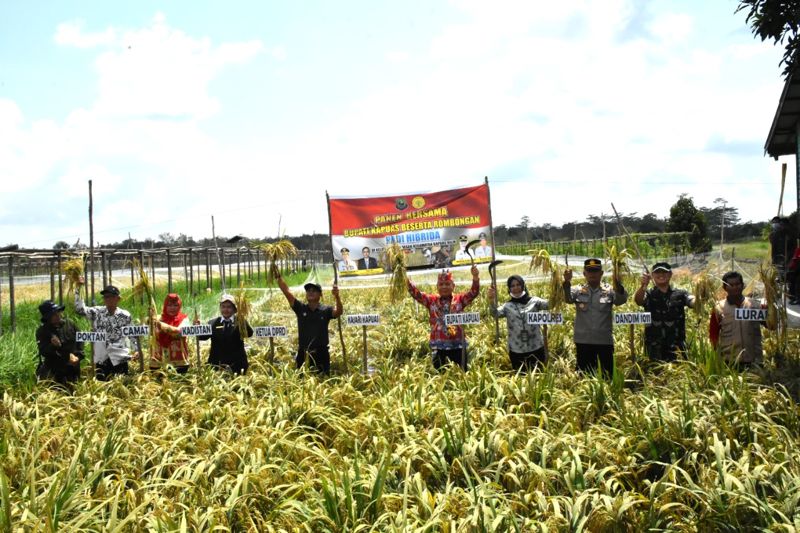 Panen Padi Hibrida Bersama Bupati Kapuas di Kelurahan Sei Pasah