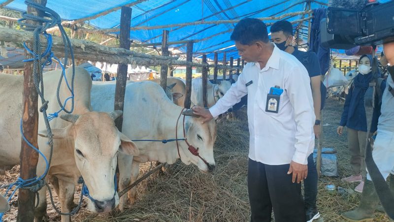 Berikut Langkah Pemkab Tanbu Pastikan Sapi Siap Di Qurban