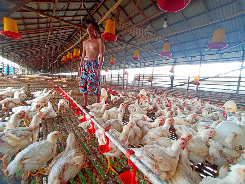 Jatuh Bangun Geluti Ternak Ayam Potong, Zoris Kini Raup Untung Rp30 Juta Sekali Panen