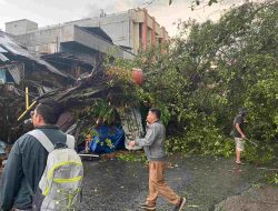 Hujan Deras Disertai Angin Kencang Akibatkan Pohon Tumbang dan Menimpa Bangunan di Sungai Mesa