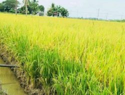 Dampak Perubahan Iklim, Pemkab Batola Harapkan Petani Tanam Varietas Unggul Siam Setara