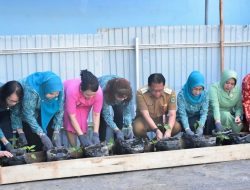 Pj Bupati Kapuas Ikuti Gerakan Tanam Cabai Serentak Se-Indonesia