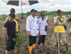 Rehabilitasi Kawasan Pesisir, Dislautkan Kalsel Tanam Mangrove di Desa Bawah Layung