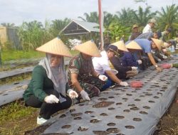 Pj. Bupati Pulang Pisau Imbau Warga Manfaatkan Pekarangan untuk Tanaman Hortikultura