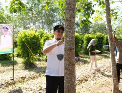 Bupati Aulia Sadap Karet di Desa Labunganak dan Serahkan Bantuan Alat Sadap Karet