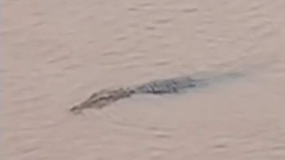 Kemunculan Buaya Liar ke Permukaan Air di Desa Gohong Meresahkan Warga