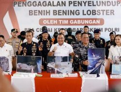 Penyelundupan 151 Ribu Benih Lobster Senilai Rp 15 Miliar Berhasil Digagalkan