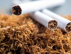Pengeluaran Keluarga untuk Rokok Hampir Sama dengan Protein Hewani