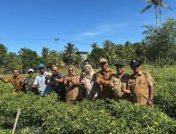 Panen Raya Cabai, Bupati Mempawah Puji Semangat Petani Milenial