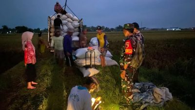 Tertinggi 10 Tahun Terakhir, BULOG Telah Serap Gabah 725.000 Ton