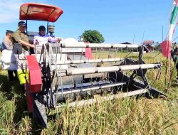 Bupati HST Samsul Rizal Pimpin Panen Raya Padi di Desa Cukan Lipai BAS