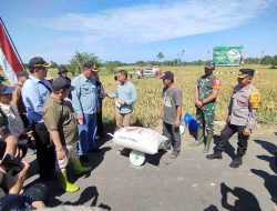 Perum Bulog Barabai Siap Serap Gabah Petani HST Rp6.500 per Kilogram