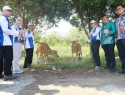 Pemkab Barito Kuala Dorong Sentra Peternakan Sapi Lewat Pelatihan dan Bantuan Ternak di Desa Danda Jaya