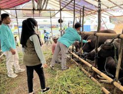 Jelang Idul Adha 1446 H, Disbunnak Barito Kuala Pastikan Hewan Kurban Bebas PMK dan LSD