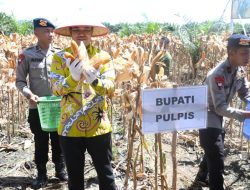 Bupati Pulang Pisau Hadiri Undangan Panen Raya dan Tanam Jagung Serentak