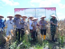 Supian HK Apresiasi Polda Kalsel atas Keberhasilan Panen Raya Jagung di Lahan Rawa