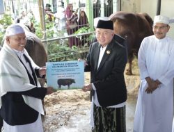 Supian HK Saksikan Penyerahan Sapi Kurban Presiden RI di Sabilal Muhtadin