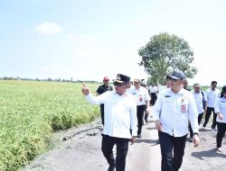Bupati Kapuas Tinjau Kesiapan Panen Raya Padi di Kecamatan Bataguh