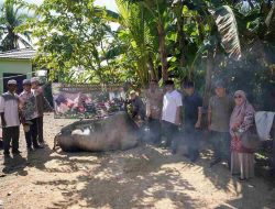 Bupati HST Samsul Rizal Salurkan Dua Sapi Kurban Seberat Satu Ton dari Presiden RI