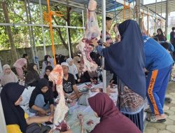 SIT Al Khair Barabai Sembelih 12 Hewan Kurban, 1040 Bungkus Daging Dibagikan untuk Masyarakat