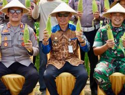 Panen Raya Jagung Serentak di HSS, Hasil Sinergi Bersama Semua Pihak