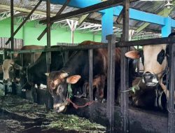 Pemprov Kalsel Pastikan Stok dan Kesehatan Hewan Kurban Aman Jelang Iduladha