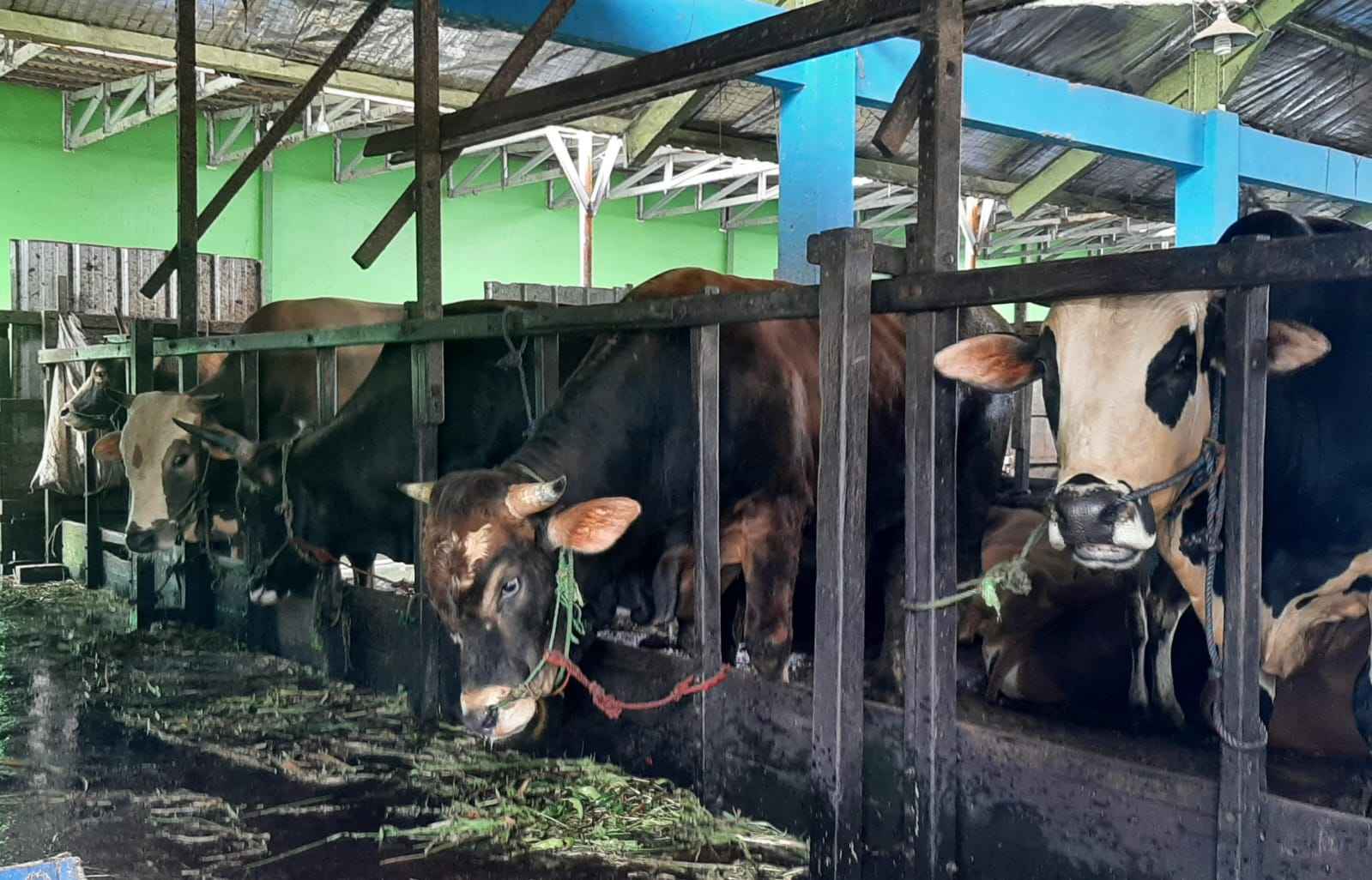 Pemprov Kalsel Pastikan Stok dan Kesehatan Hewan Kurban Aman Jelang Iduladha