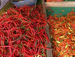 Harga Cabai Merah Fluktuatif, Pemprov Kalsel Janjikan Stabilisasi Pekan Depan