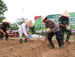 Bupati Balangan Dukung Tanam Jagung Serentak Kuartal III : Fondasi Ketahanan Pangan Nasional