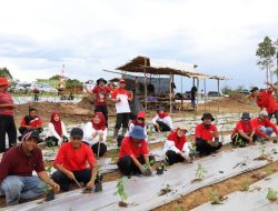 Dukung Ketahanan Pangan, Pemprov Kalsel Tanam Ribuan Cabai