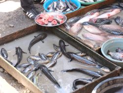 Disdag HST : Harga Ikan Segar di HST Masih Cenderung Stabil
