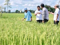 Muhammad Syaripuddin : Kesejahteraan Petani Kunci Kedaulatan Pangan