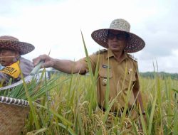 Panen Raya Padi di Balangan, Penopang Surplus Beras Nasional Sejak 2004