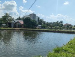 Triwulan II Produksi Patin Turun, DKPP Banjar Tetap Optimis Capai 55 Ribu Ton